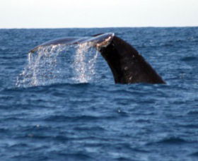 Sydney Eco Whale Watching - Attractions Perth 1