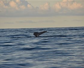 Sydney Eco Whale Watching - Attractions Perth 2
