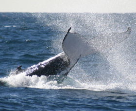 Sydney Eco Whale Watching - Attractions Perth 3