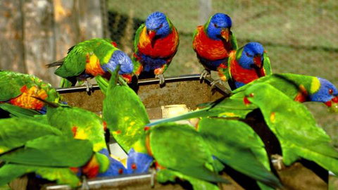 Canberra Walk In Aviary - Attractions Perth 4