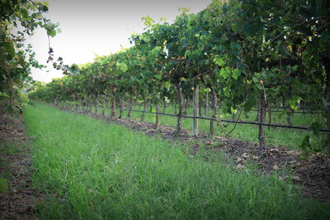 Bunnamagoo Wines - Attractions Perth 2