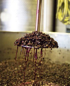 Quealy Winemakers - Attractions Perth 6