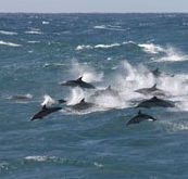 Tamboi Queen Cruises - Attractions Perth