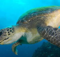 Byron Bay Dive Centre - Attractions Perth