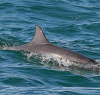 Byron Bay Dolphin Wildlife Tours - Attractions Perth