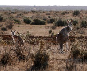 Silver City Tours - Attractions Perth 1