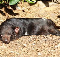 Symbio Wildlife Park - Attractions Perth
