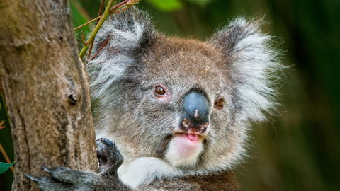 Brisbane Water National Park - Attractions Perth 2