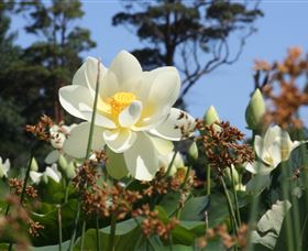 Mt Penang Gardens - Attractions Perth 2