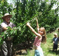 Forest Range Cherries - Attractions Perth