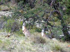 Saunders Gorge Sanctuary - Attractions Perth 2