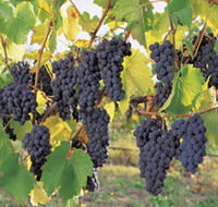 Hills Short Wine and Food Trail - Attractions Perth