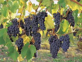 Hills Short Wine And Food Trail - Attractions Perth 0