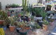 Cactus Creations - thumb 1