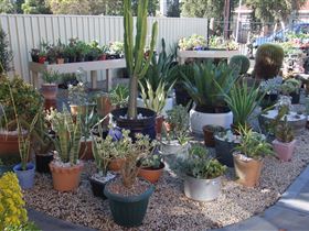 Cactus Creations - Attractions Perth 1