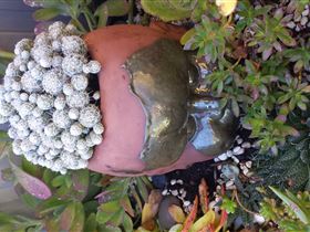 Cactus Creations - Attractions Perth 2