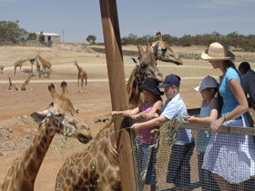 Monarto Open Range Zoo - Attractions Perth 0