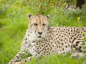 Monarto Open Range Zoo - Attractions Perth 3