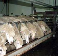 Island Pure Sheep Dairy And Cheese Factory - Attractions Perth