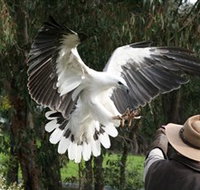 Raptor Domain - Attractions Perth