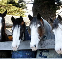 Victor Harbor Horse Drawn Tramway - Attractions Perth