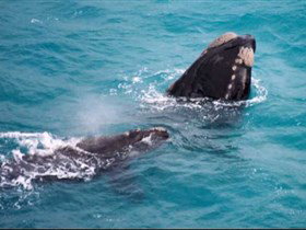 Tourist Drive Route 50 - Attractions Perth 1