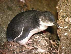 Granite Island Recreation Park - Attractions Perth 1