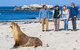 Seal Bay Conservation Park - thumb 0