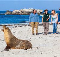 Seal Bay Conservation Park - Attractions Perth
