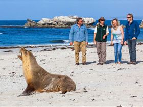 Seal Bay Conservation Park - Attractions Perth 0