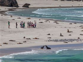 Seal Bay Conservation Park - Attractions Perth 2