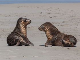Seal Bay Conservation Park - Attractions Perth 1