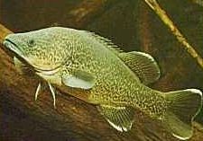 Charleville - 10 Mile Warrego River Fishing Spot - Attractions Perth 3