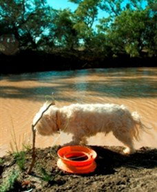 Charleville - 27 Mile Warrego River Fishing Spot - Attractions Perth 0