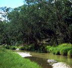 Salvator Rosa Section - Carnarvon National Park - Attractions Perth