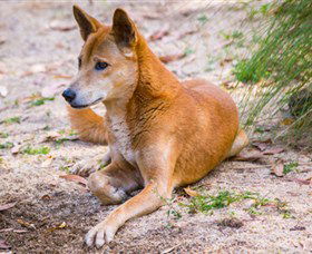 Territory Wildlife Park - Attractions Perth 2