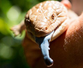 Territory Wildlife Park - Attractions Perth 5