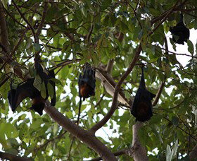 Manngarre Rainforest Walk - Attractions Perth 0