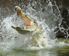 Crocodylus Park - Attractions Perth 5
