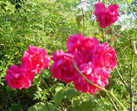 Bishop's Lodge Historic House and Heritage Rose Garden