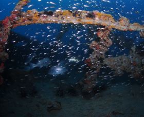 Lady Bowen Dive Site - Attractions Perth 1