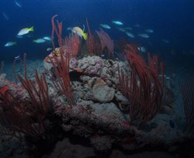 Lady Bowen Dive Site - Attractions Perth 3