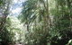 Mount Lewis National Park - thumb 0