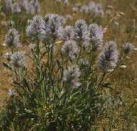 Terrick Terrick National Park - Attractions Perth