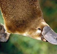 Eungella National Park - Attractions Perth