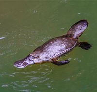 Platypus Viewing at Broken River - Attractions Perth