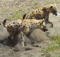 Altina Wildlife Park - Attractions Perth