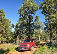 Forest drive - Attractions Perth