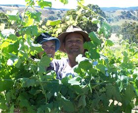 Wimmera Hills Winery - Attractions Perth 0