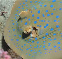 Jorgey's Patch Dive Site - Attractions Perth